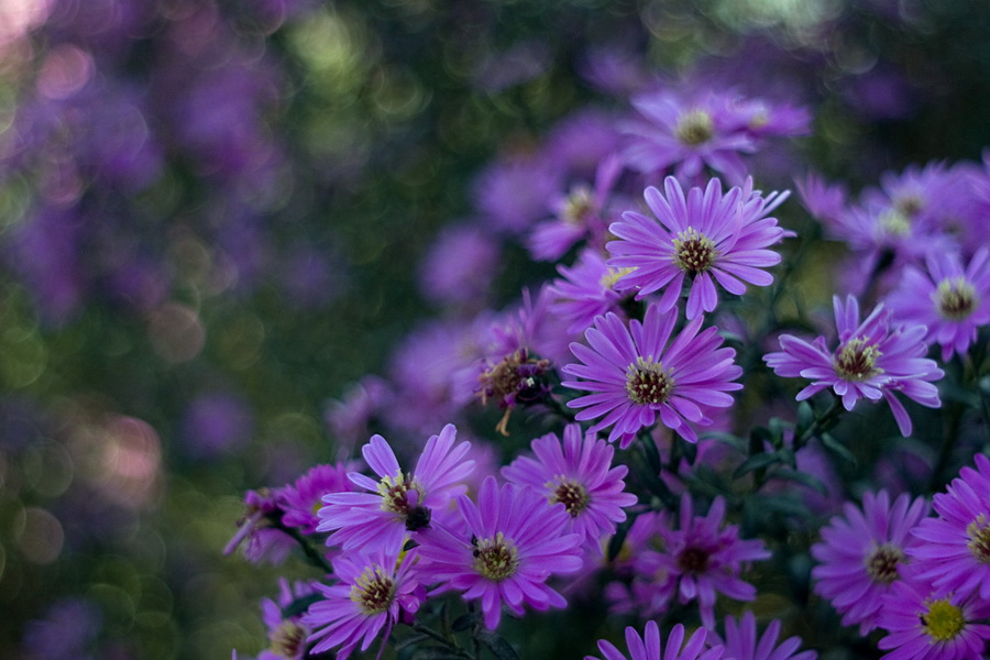 Объектив Pentacon auto 2.8/29 Multi Coating