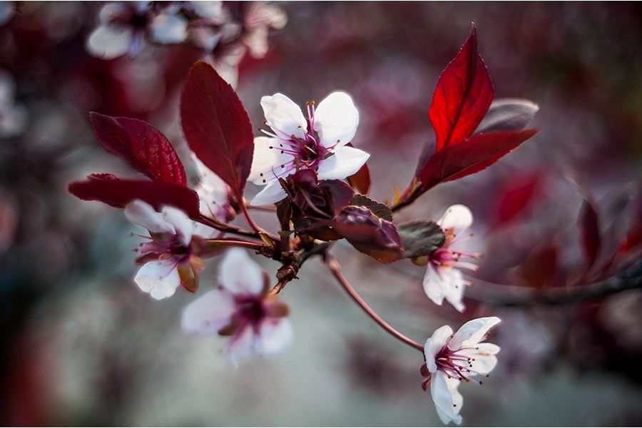 Объектив Pentacon auto 2.8/29 Multi Coating