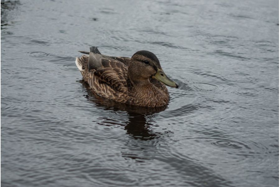 Объектив Minolta AF Zoom 100-200mm f/4.5 (22)
