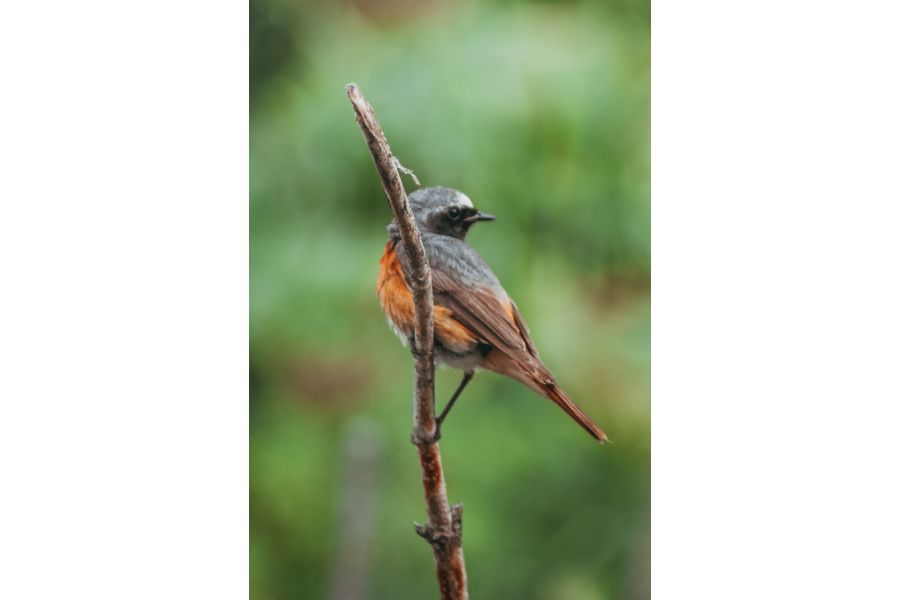 Объектив Minolta AF Zoom 100-200mm f/4.5 (22)