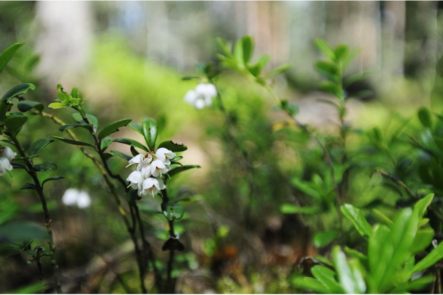 Объектив Tamron SP AF 17-35mm f/2.8-4 Di LD Aspherical (IF) A05 Nikon F