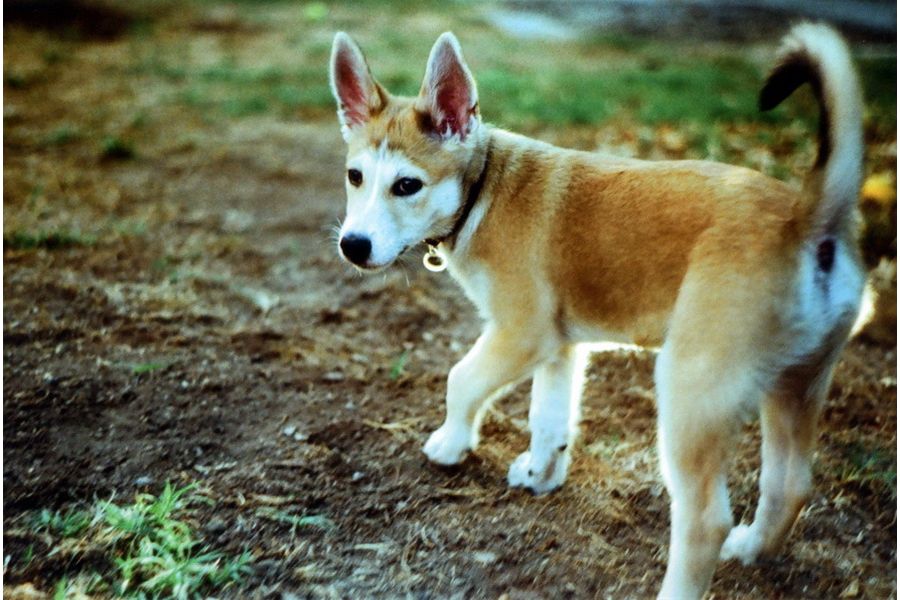 Дальномерная камера Киев 4М + Гелиос-103 f1.8/53