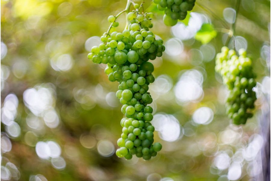 Гелиос-44 2/58 13 лепестков (СССР, 1962)