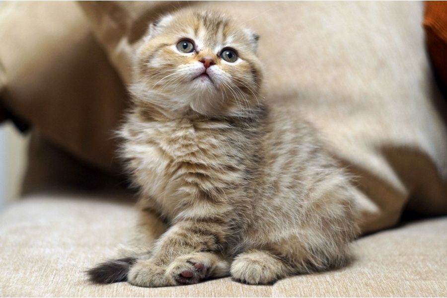 Гелиос-44 2/58 13 лепестков (СССР, 1962)