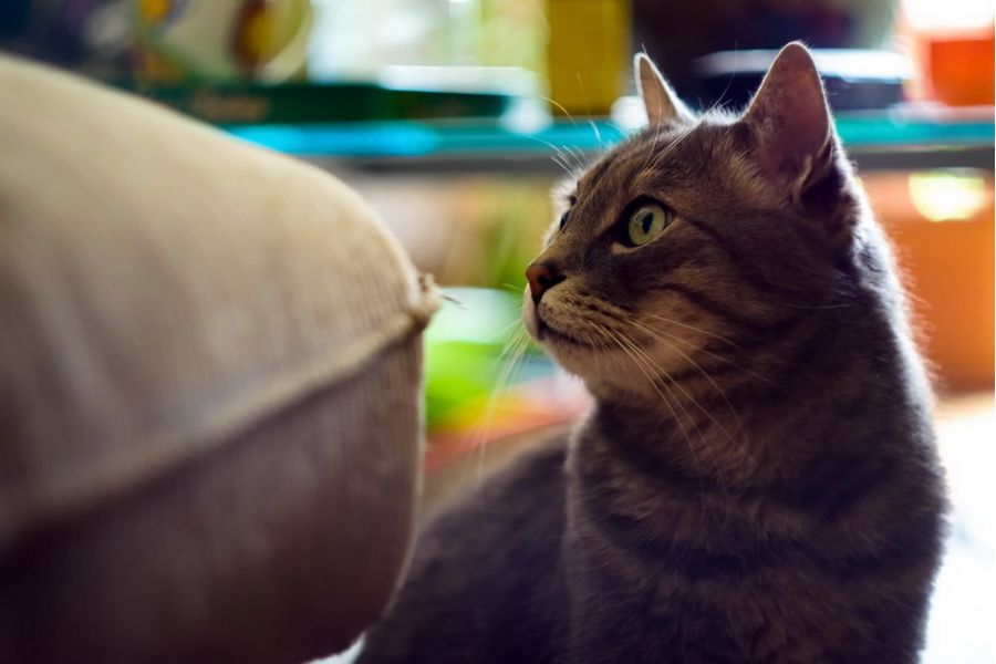 Культовый советский объектив Гелиос-44-2 2/58 зебра