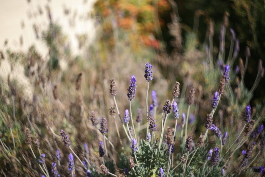 Объектив Гелиос-44М-4 2/58 М42 (СССР, 1990)