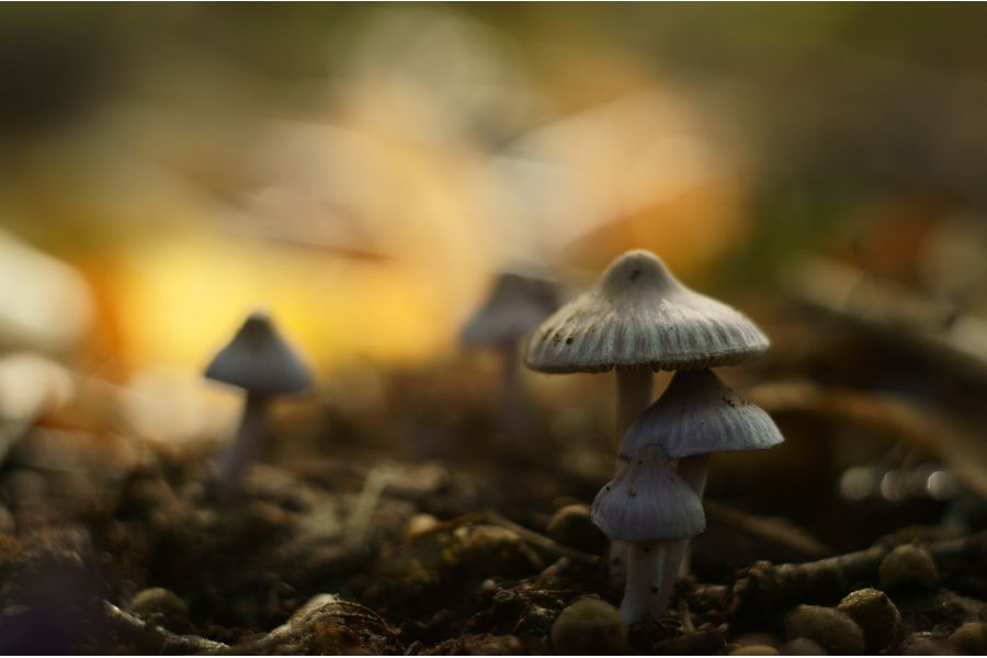 Мануальный советский объектив Гелиос-44М-6 МС 2/58 М42