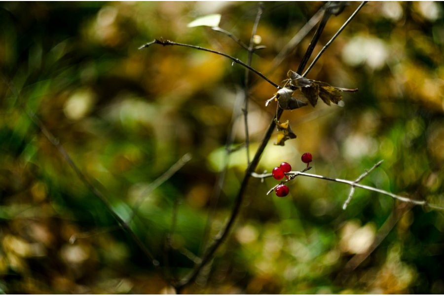 Новый Гелиос-44М-6 МС 2/58 М42 (СССР, 1993)