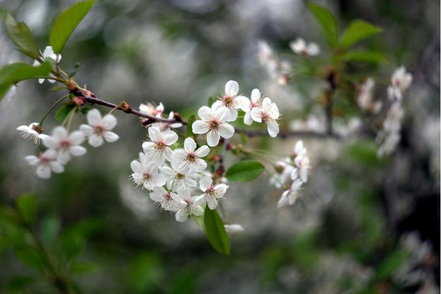 Новый Гелиос-44М-6 МС 2/58 М42 (СССР, 1993)