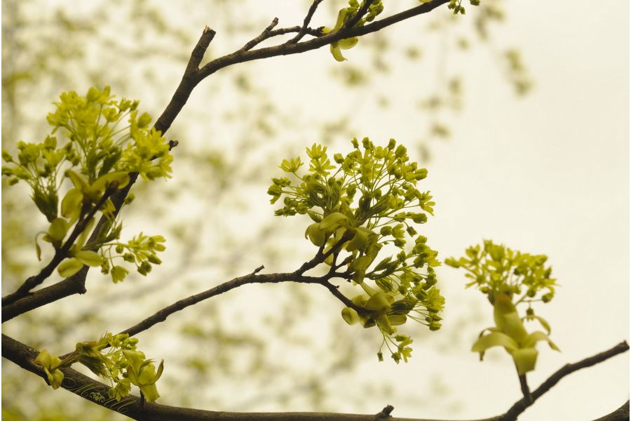 Объектив мануальный Индустар-50 3,5/50 (КМЗ, 1957)