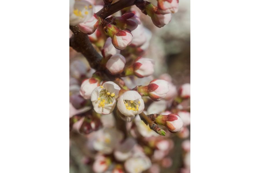 Объектив мануальный Индустар-50 3,5/50 (КМЗ, 1957)