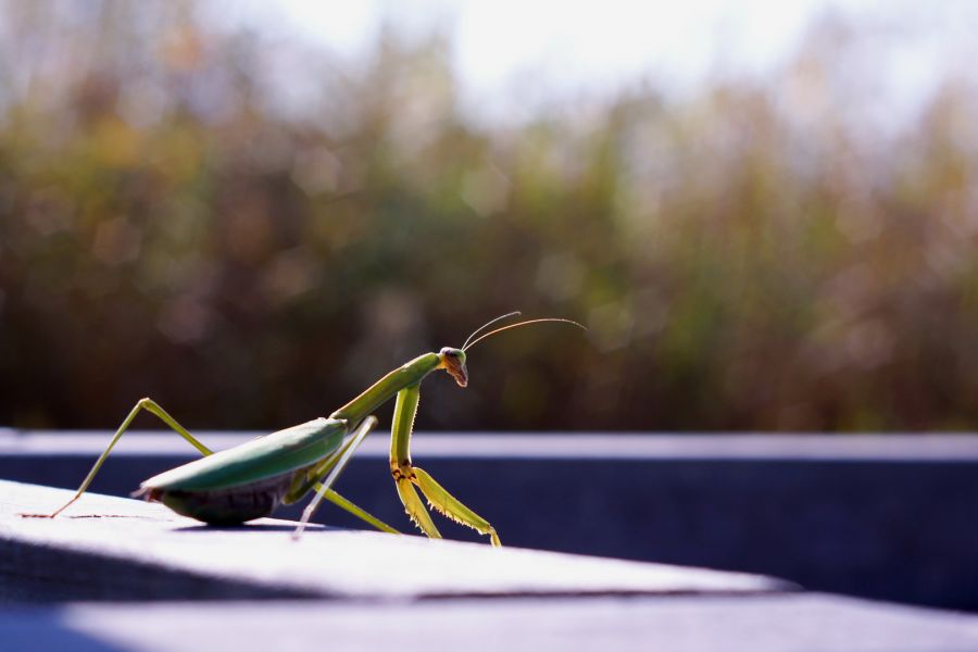 Супер макро объектив Индустар-61Л/З 2.8/50