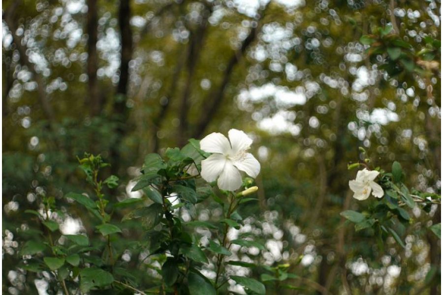 Новый Мир-1В 2,8/37мм, широкоугольник СССР