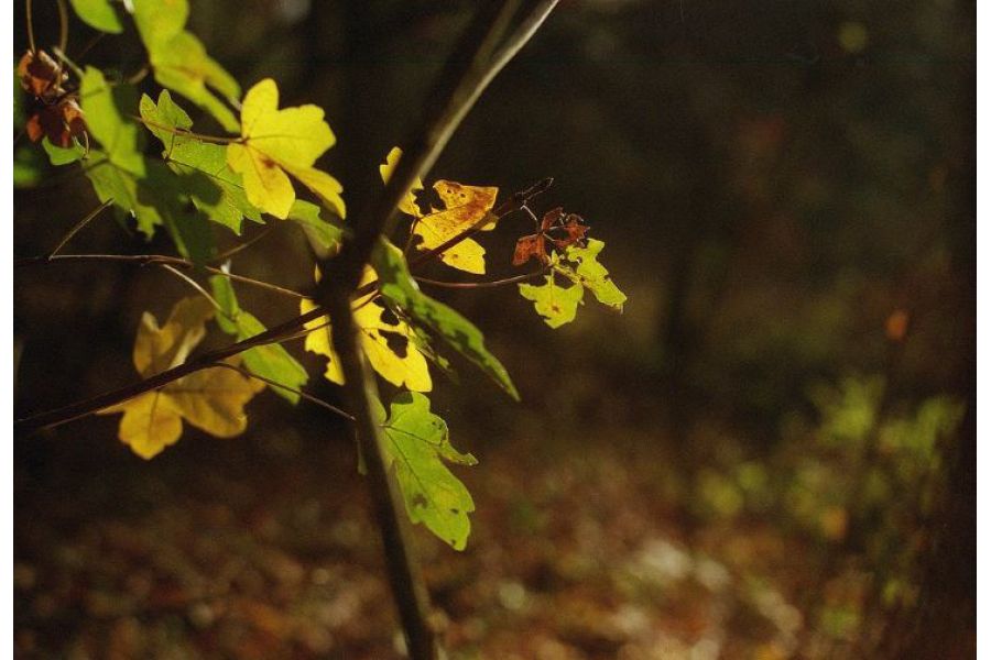 Новый Мир-1В 2,8/37мм, широкоугольник СССР