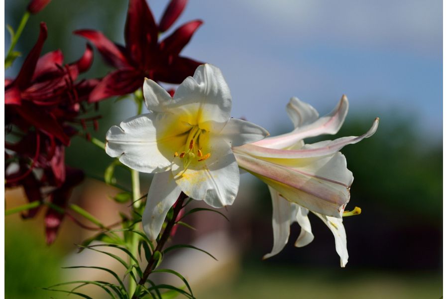 Объектив Таир 11А 2.8/135мм (СССР, 1986)