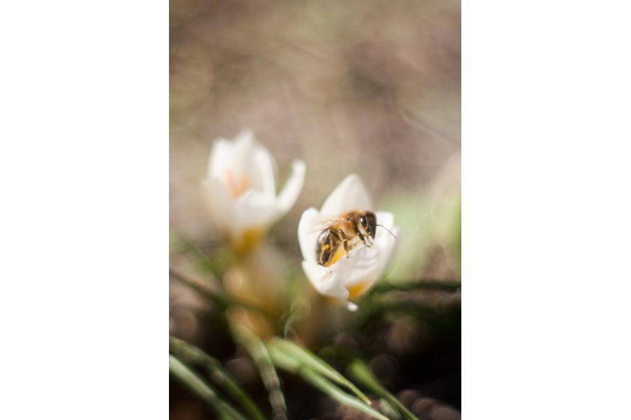 Объектив Юпитер-8 2/50 М39 (СССР, 1960г.)