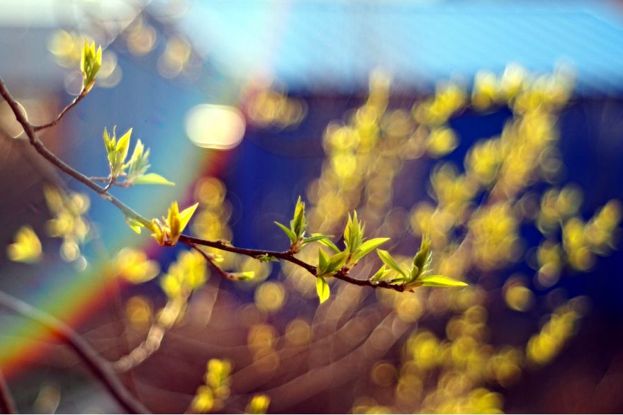 Объектив Юпитер-8 2/50 М39 (СССР, 1960г.)