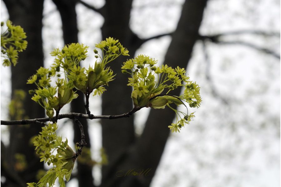 Редкость Индустар 10 f3.5/50 (1939г. в. - фэд нквд)