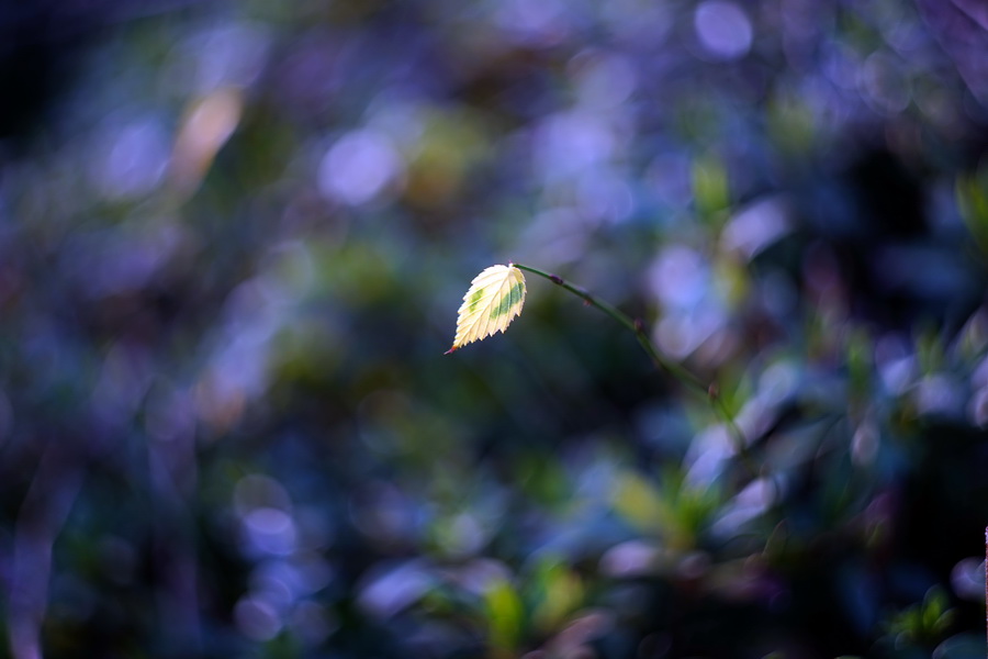 Новый мануальный объектив МС Гелиос-44М-5 2/58 М42