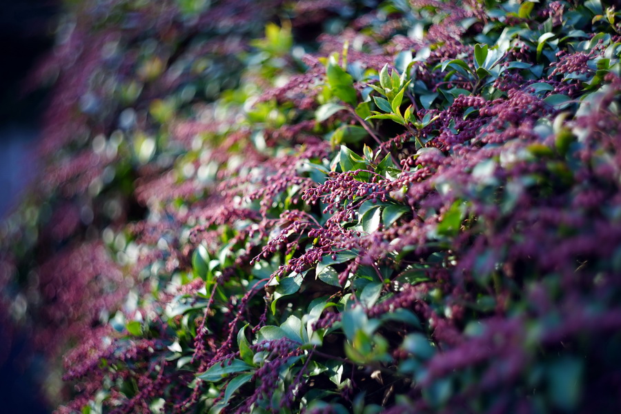 Новый мануальный объектив МС Гелиос-44М-5 2/58 М42