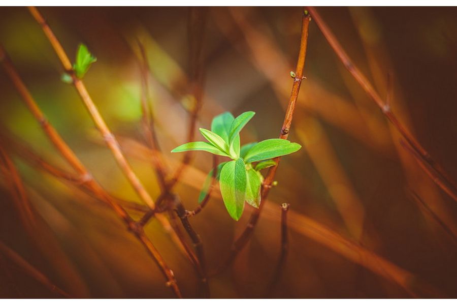 Объектив Калейнар-5Н МС 2.8/100 (СССР, 1988)