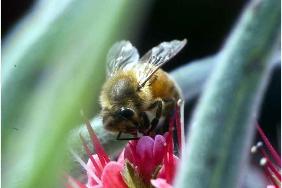 Объектив компактный Amar S 105mm f/4.5 (PZO, 1984)