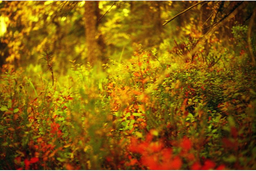 Советский объектив Индустар-22 П 3.5/50мм (СССР, 1953)