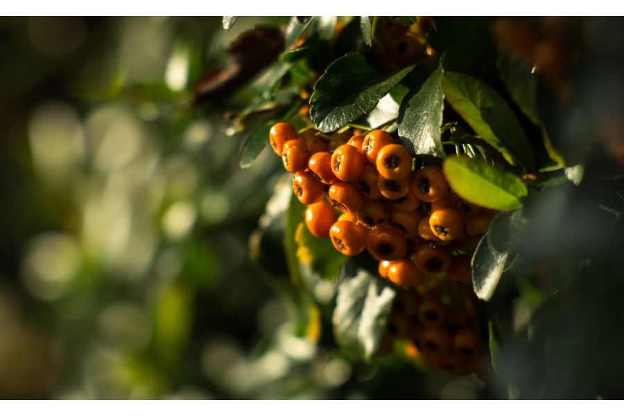 Юпитер-9 2/85mm М42 (СССР, 1985) в тубусе