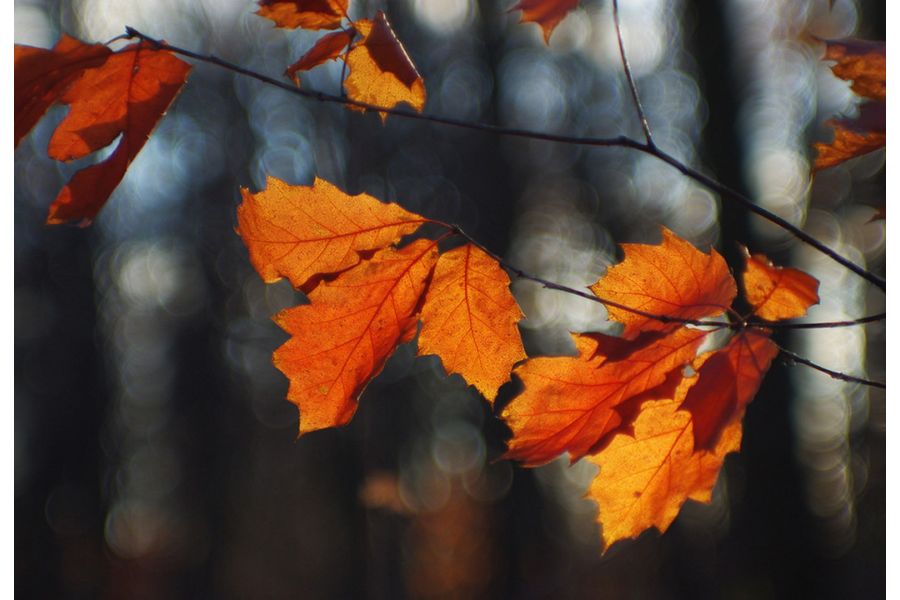 Юпитер-9 2/85mm М42 (СССР, 1985) в тубусе