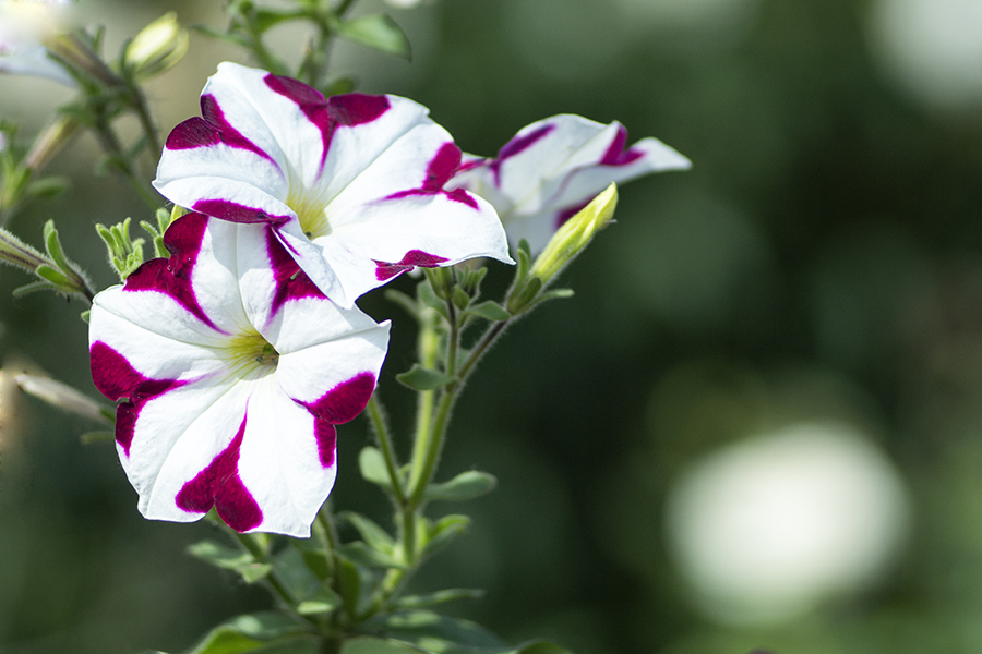 Светосильный Объектив Tair-11 2.8/133 (СССР, 1959)