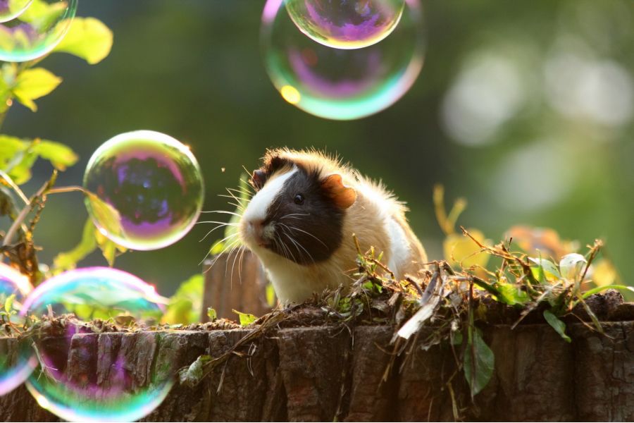 Новый Гелиос 44М f2/58mm M42 (СССР, 1980)