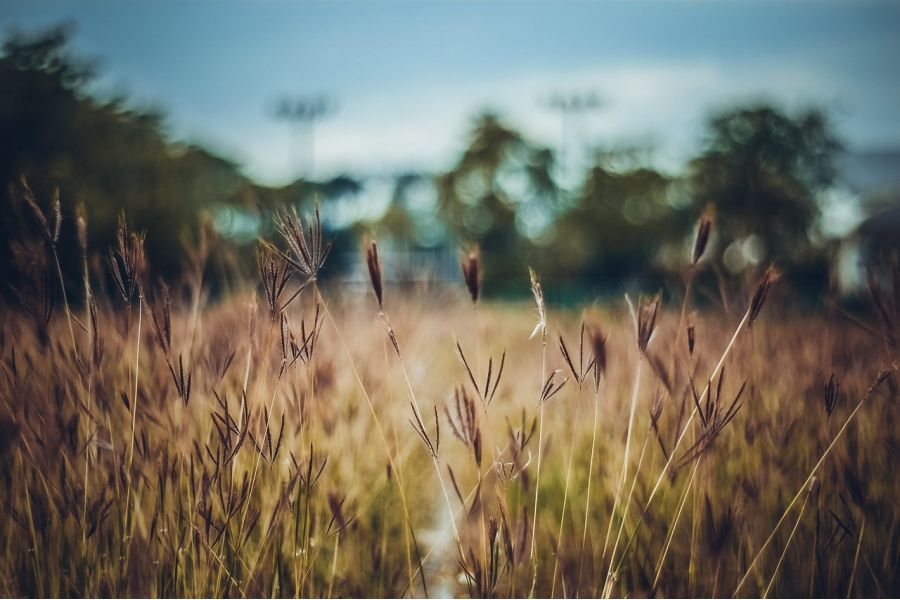 Новый Гелиос 44М f2/58mm M42 (СССР, 1980)