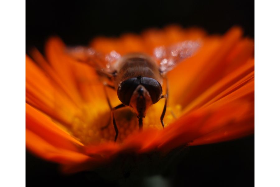 Индустар-69 2,8/28 (БелОМО, 1966)