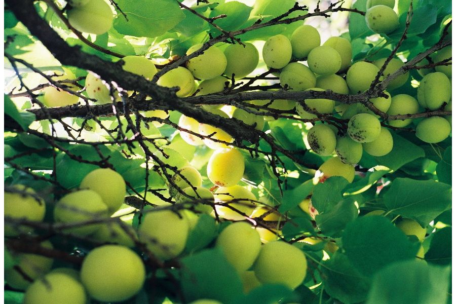 Объектив Юпитер-12 2.8/35 Contax RF / Киев (СССР, 1988)