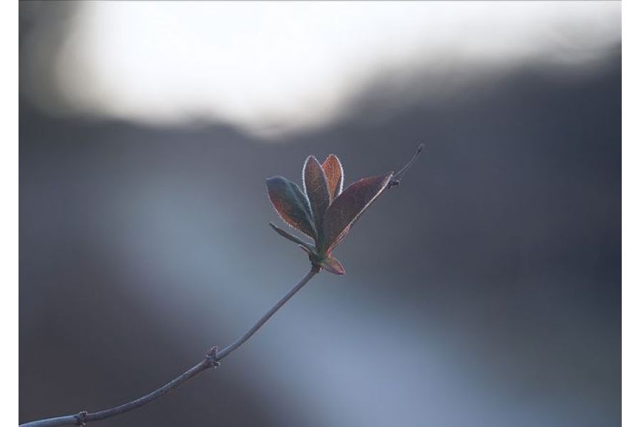 Макро Индустар 23У 4.5/110 для Nikon