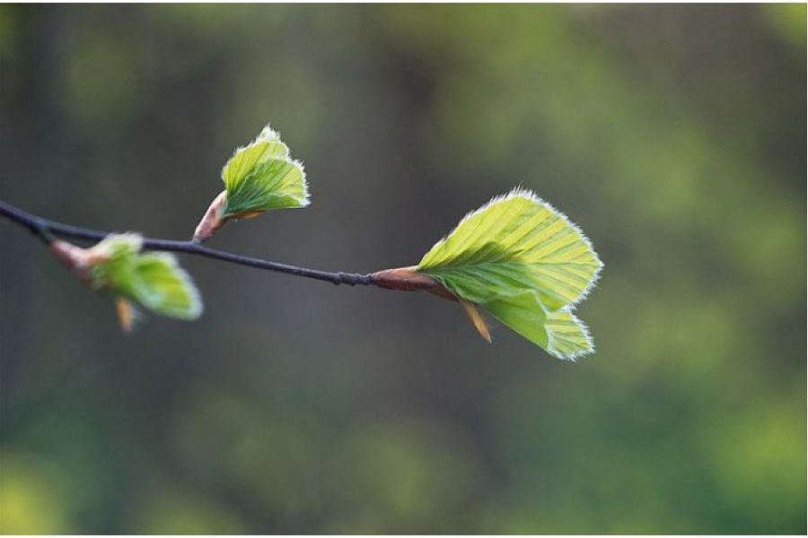 Макро Индустар 23У 4.5/110 для Nikon