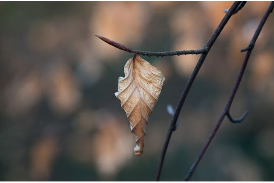 Макро Индустар 23У 4.5/110 для Nikon