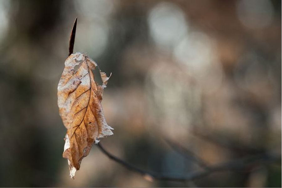 Макро Индустар 23У 4.5/110 для Nikon