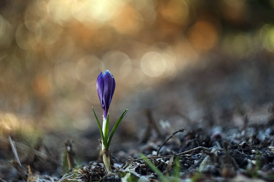 Гелиос-44-2 2/58 для Fujifilm