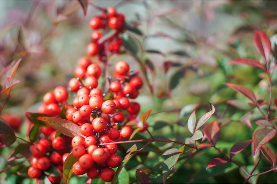 Гелиос-44-2 2/58 для Fujifilm