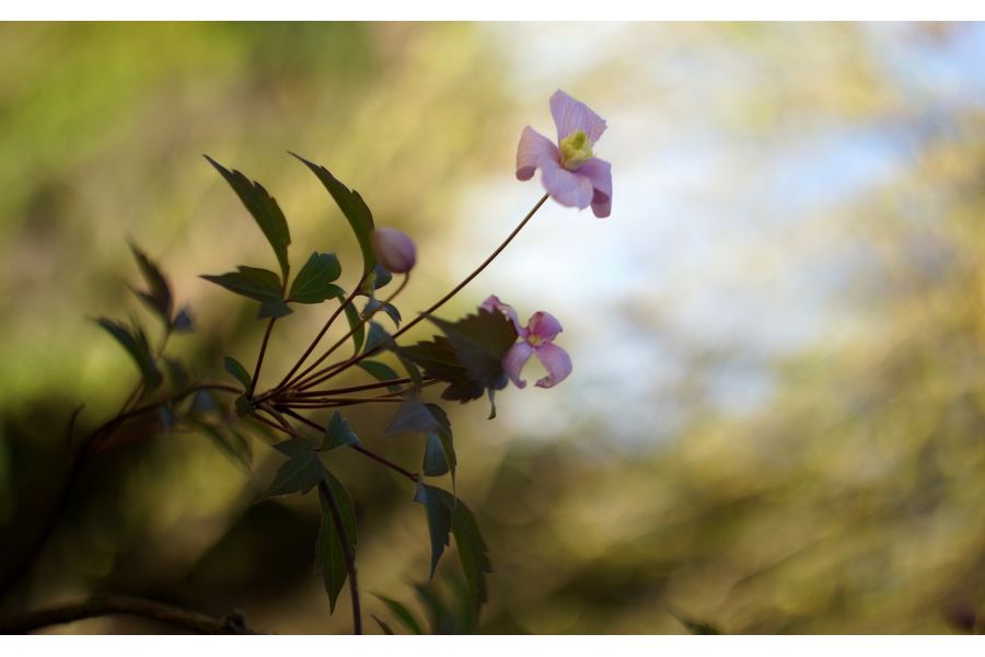 Гелиос-44 silver 2/58 для Fujifilm