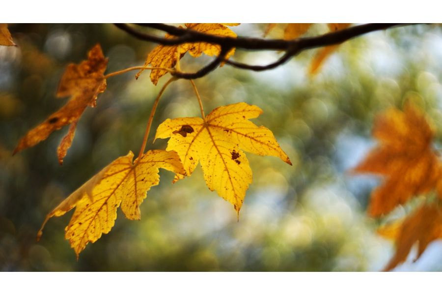 Гелиос-44 silver 2/58 для Fujifilm