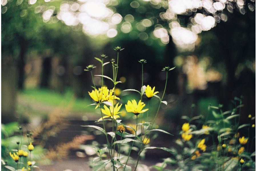 Гелиос-44М-6 МС 2/58 для Fujifilm (FX)