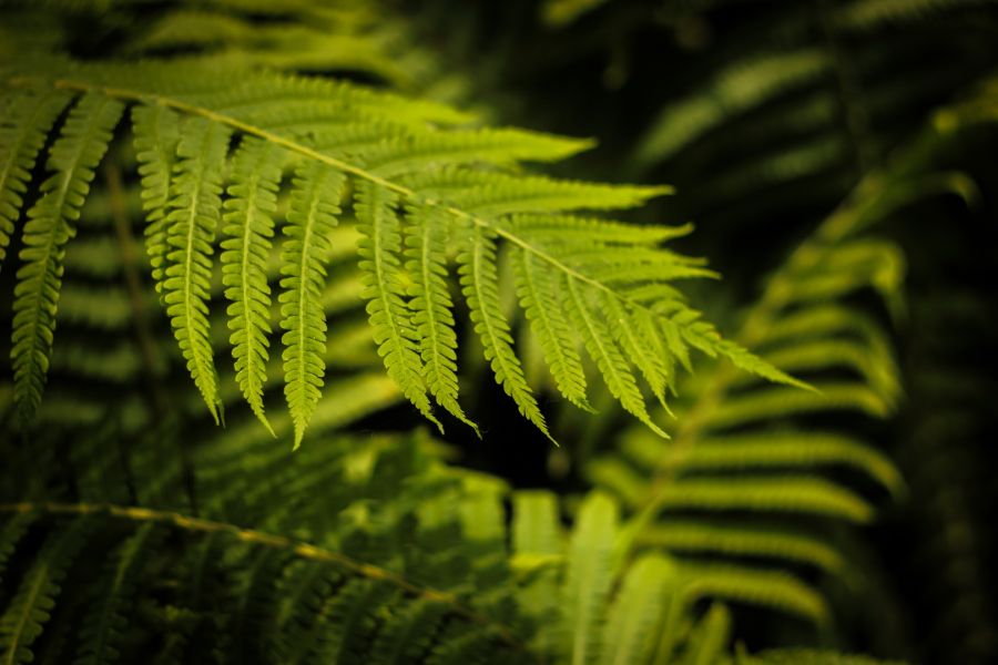 Гелиос-44М-6 МС 2/58 для Fujifilm (FX)