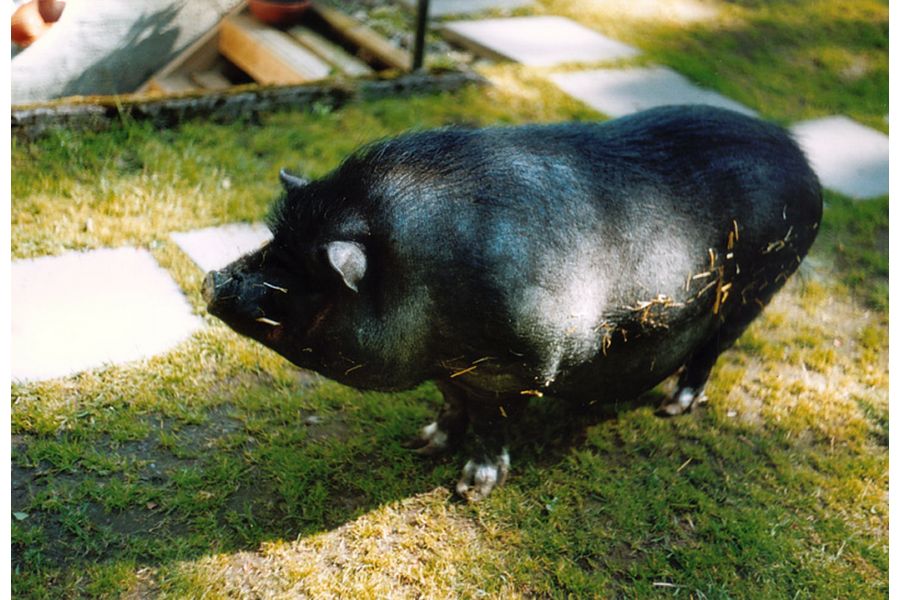 Фотокамера Зенит 312М + Зенитар М2s (КМЗ, 1999 г.)