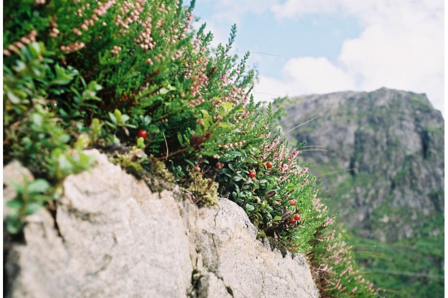 Фотокамера Зенит 312М + Зенитар М2s (КМЗ, 1999 г.)