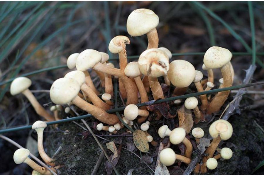 Зенитар М 1.7/50 для Nikon (КМЗ, 1985)