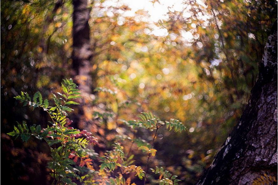 Гелиос-44-2 2/58 для Sony Nex (Sony E)