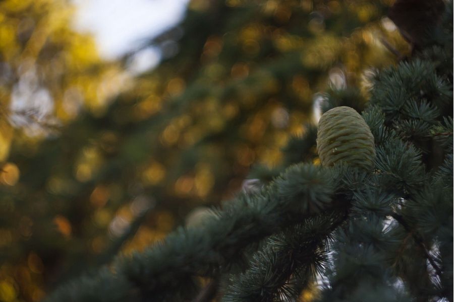 Гелиос-44-2 2/58 для Sony Nex (Sony E)