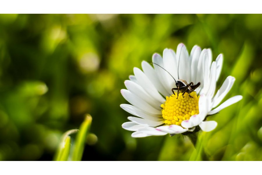 Гелиос-44-2 2/58 для Sony Nex (Sony E)